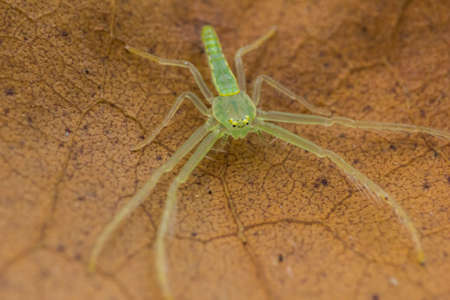 Green Crab Spiderの写真素材