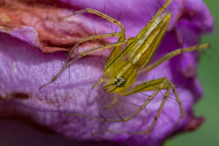 Green Lynx Spiderの写真素材
