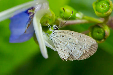 Butterfly (Spring Azure)の写真素材