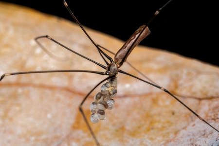 Long Legged Spider with egg sacの写真素材