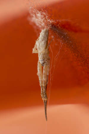 Telamonia dimidiataの写真素材