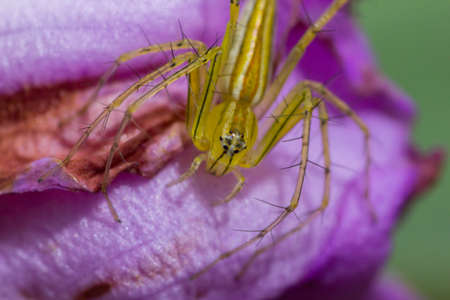 Green Lynx Spiderの写真素材