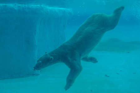 Inuka (Polar Bear)の写真素材