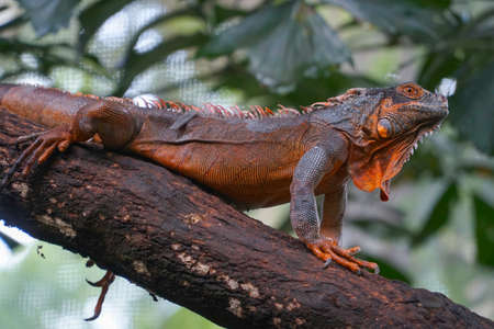 Iguanaの写真素材