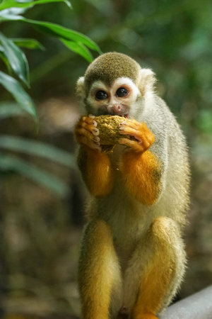 Squirrel Monkey