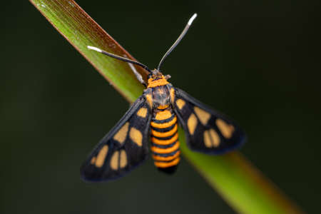 Bee Mimicking Butterfly (Amata huebneri)の写真素材