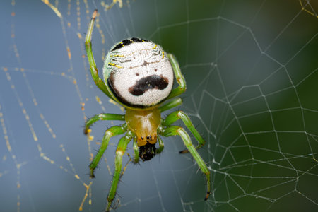 Kidney Garden Spider