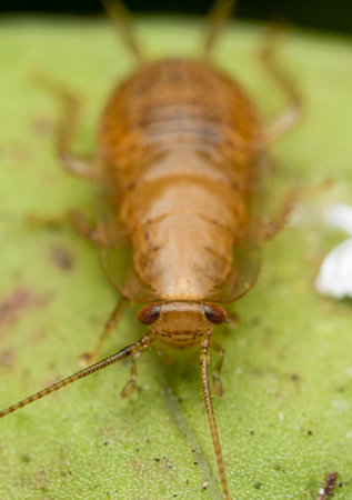 Nymph of a garden roach