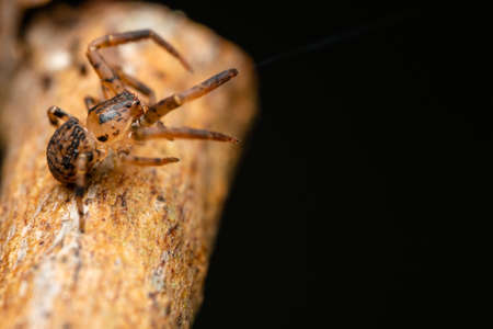 Crab Spiderの写真素材