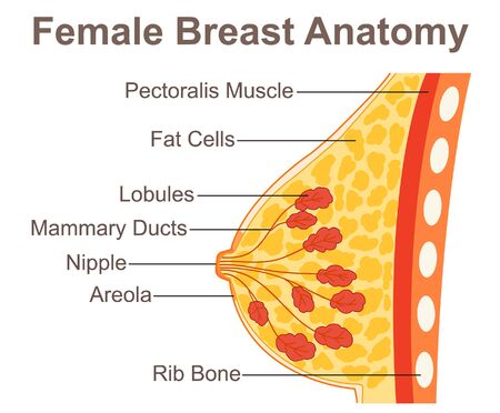 Female Breast Anatomyのイラスト素材