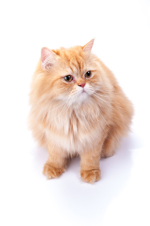 Persian cat on a white background.の写真素材