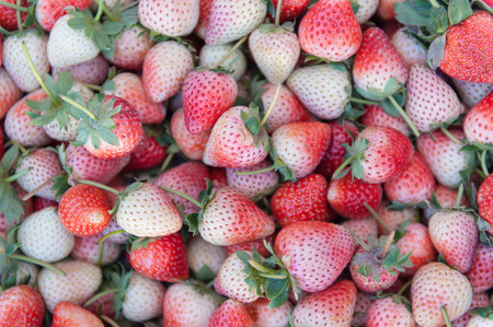 Fresh ripe perfect strawberry - Food Frame Backgroundの写真素材