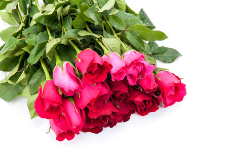 Red rose isolated on white background.の写真素材