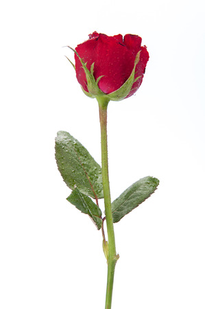 Red rose isolated on white background.の写真素材