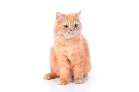 Persian cat on a white background.の写真素材