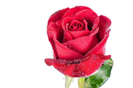 Red rose isolated on white background.の写真素材