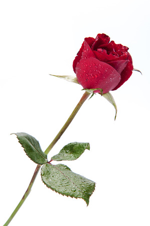 Red rose isolated on white background.の写真素材