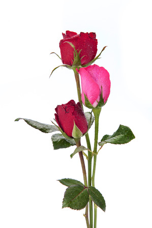 dark red roses isolated on whiteの写真素材
