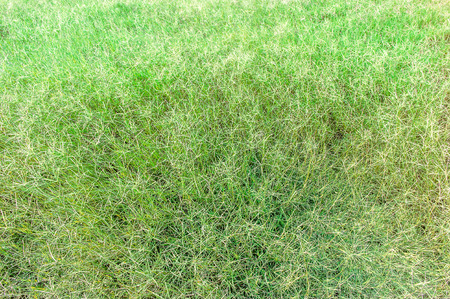Sward Green Texture Backgroundの写真素材