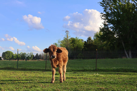 Calf in a green meadow with blue sky in the backgroundの写真素材