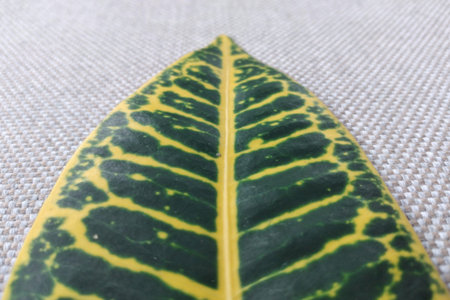 Close up of green and yellow variegated leaf of croton plant