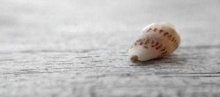 Seashell on a wooden background. Close-up. Selective focus.