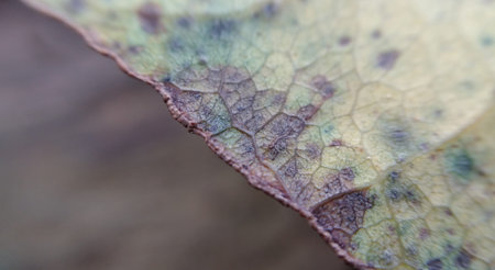 Close up of dry leaf texture in autumn season. Macro shot.