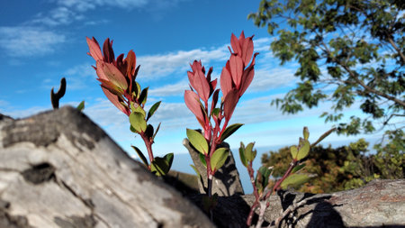 Closeup of a branch with red leaves against a blue sky.の写真素材