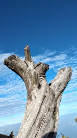 Dry tree trunk with blue sky and white clouds in the backgroundの写真素材