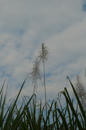 Sugar cane on blue sky background. (Pampas grass)