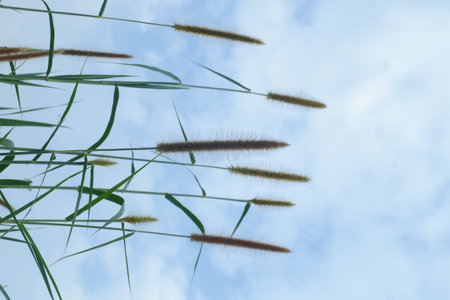 Grass flower with blue sky background. (Pennisetum pedicellatum)