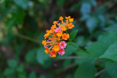 Orange Lantana camara flower in nature gardenの写真素材