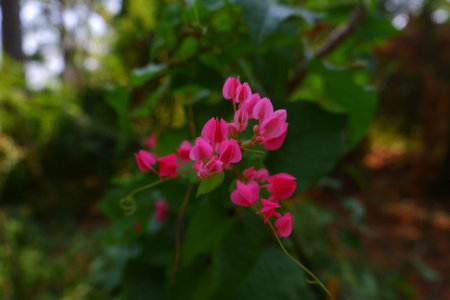 Beautiful pink flowers in the garden. Selective focus. Nature.の写真素材