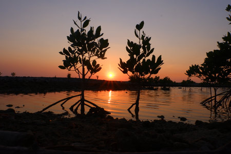 Silhouette of mangrove tree on the beach at sunsetの写真素材