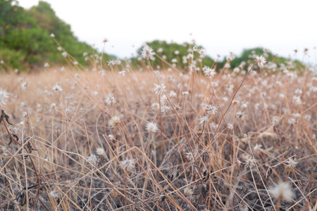Dry grass flower in the field with nature backgroundの写真素材