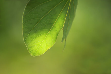lighten leaf