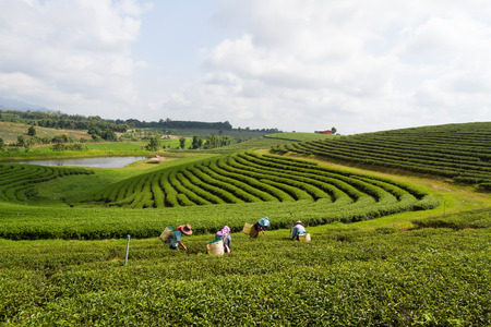 Workers harvesting tea leaves at a beautiful tea plantation in Thailand.の写真素材