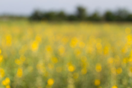 background of blured yellow flower garden in sunny dayの写真素材