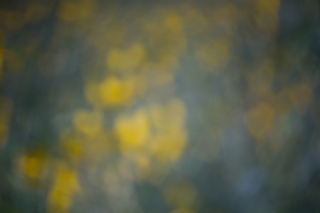 background of blured yellow flower garden in sunny dayの写真素材