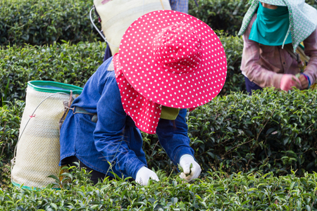 Workers harvesting tea leaves at a tea plantation in Thailand.の写真素材