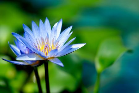 Blue Water Liliesの写真素材