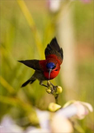 Crimson Sunbird shot at Mandai Orchid Gardens, Singaporeの写真素材
