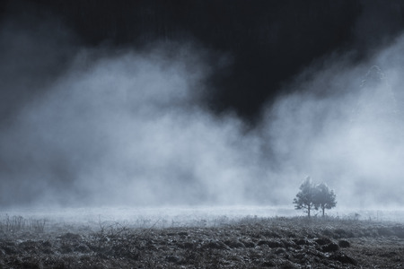 Couple of pine tree in the mystery fog, Yosemite National Park, California USAの写真素材