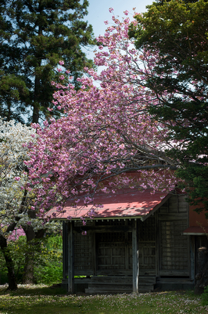 Pink cherry blossom tree (sakura) over japanese ancient buildingのeditorial素材