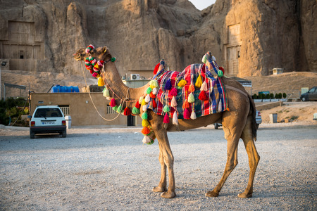 Camel standing in front of the Naqsh-e-rustam Shiraz Iranのeditorial素材