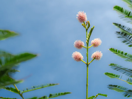 Wildflowers of mimosa pudica plant
