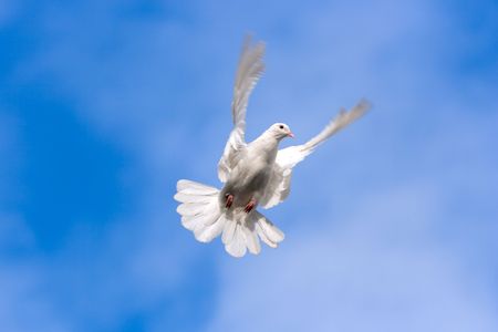 White pigeon on the Sky.の写真素材