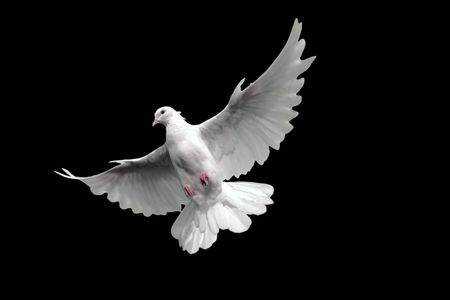 Free flying white dove. Isolated on a black background.の写真素材