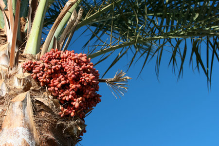 Date palm tree and fruits hanging on the tree