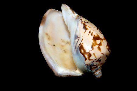An isolated conch seashell over black.